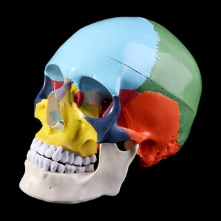 *❤❤Life Size Colorful Human Skull Model Anatomical Medical Skeleton