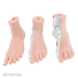 [almenclaMY] Foot Model Human Foot Palm Muscle Model Arch Foot Model Anatomy 1:1 SPNR