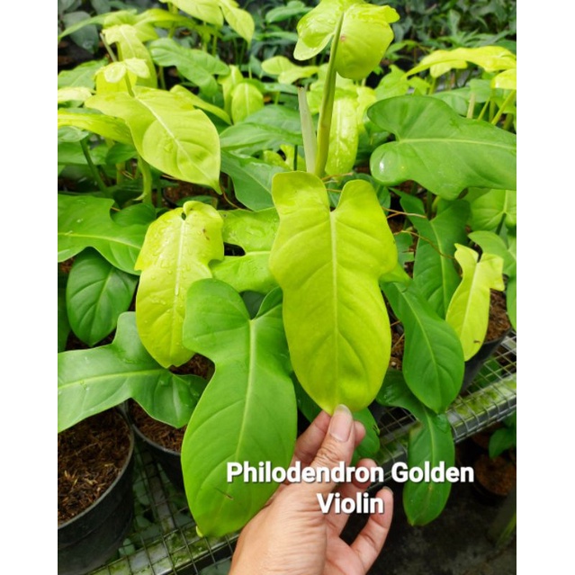 Philodendron golden Violin (ไวโอลีน สีทอง)