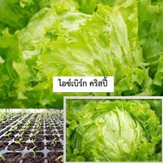 🌱เมล็ดไอซ์เบิร์ก 100 เมล็ด (ซื้อ10แถม1 คละได้)🌱