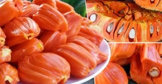 ต้นขนุนแดงสุริยา❗️กิ่งทาบมีให้เลือก2ขนาด❗️50-130cmรสชาติหวานกรอบ หากินยาก รับประกันพันธุ์เเท้จากสวนโดยตรง100%