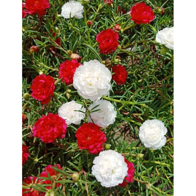 คุณนายตื่นสาย 3 สี ขาว แดง เหลืองสดใส(ได้สีละ10กิ่ง)