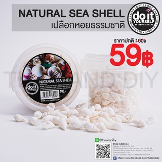 🐚✨NATURAL SEA SHELL -  เปลือกหอยธรรมชาติ 01 ✨🐚