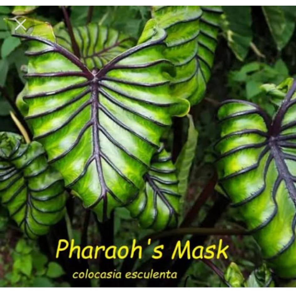 บอนหน้ากากฟาโรห์ Colocasia pharaoh’s mask ข้อไหล ปลายไหล
