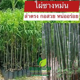 ไผ่ซางหม่น ลำตรง กอสวย หน่ออร่อย ต้นสูง 1 เมตร