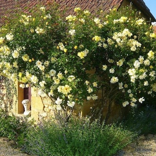 25เมล็ด เมล็ดกุหลาบ อังกฤษ พันธุ์เลื้อย สีเหลือง กุหลาบหนู Rose seeds