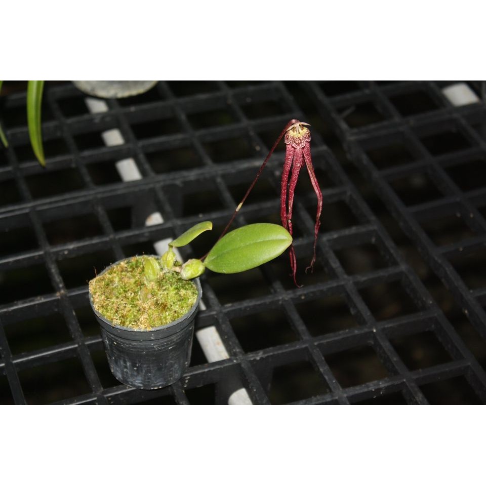 Bulbophyllum plumatum