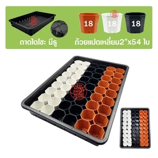 *ส่งไว* ถาดไดโซะ เซ็ทถาดไดโซะ พร้อมกระถาง (2นิ้ว/3นิ้ว) (สี่เหลี่ยม/แปดเหลี่ยม) ถาดไดโซะมีรู ถาดเพาะต้นกล้า ถาดเพาะ