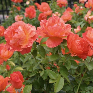 30 เมล็ด เมล็ดพันธุ์ กุหลาบ พันธุ์ กุหลาบพวง Floribunda Rose Seeds สีส้ม นำเข้าจากต่างประเทศ จัดส่งพร้อมคู่มือ