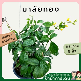 ต้นมาลัยทอง กระถาง 8 นิ้ว นิยมทำไม้เลื้อย เกาะผนัง ม่านบังแดด ไม้แดด