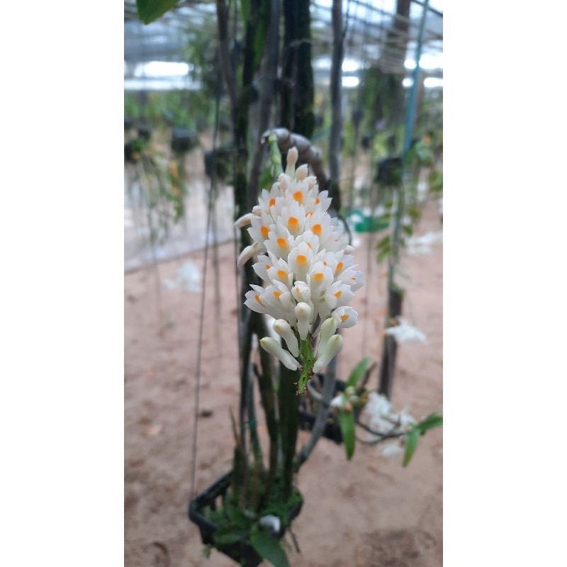 กล้วยไม้เอื้องแปรงสีฟันเผือก ฟรอมเล็กกำลังสวย