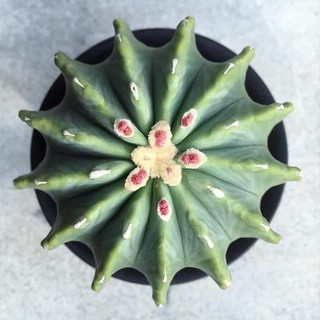 Ferocactus glaucescens f. Innermis(ไม้เมล็ด)เฟอโรไร้หนาม