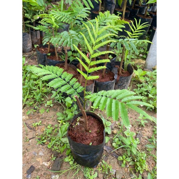 ต้นสะตอติดตา