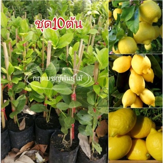 🍋ต้นมะนาวเลม่อน ชุด10ต้น ต้นเล็กๆ25cm