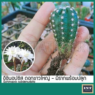 แคคตัส อิชินอปซิส นูปต้า เคาะดิน อิชินอป ดอกขาว หน่อกระบองเพชร ( Echinopsis subdenudata Cactus )