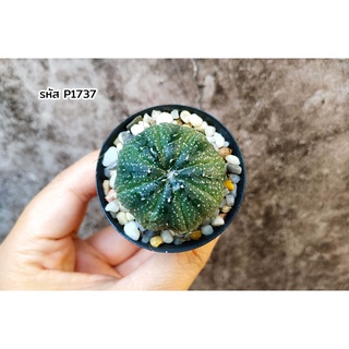 แคคตัส แอสโตรไฟตั้ม แอสทีเรียส (Astrophytum asterias) ต้นกระบองเพชร