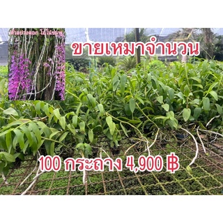 กล้วยไม้เอื้องสายโอโน่ หรือสายหลวง จำนวน100กระถาง