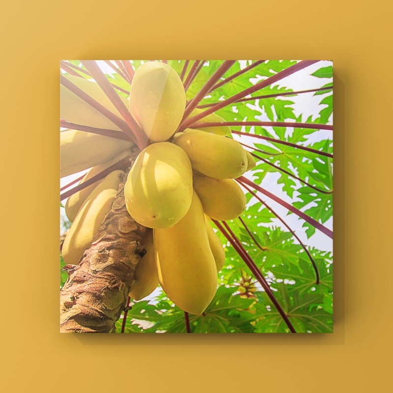 เมล็ด มะละกอสีเหลืองทอง ก้านแดง - Golden Papaya Seeds (Red)