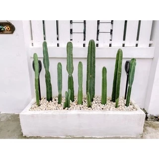 กระบองเพชร คอนโดนางฟ้ายักษ์ ตัดตอต้นสด