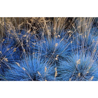 เมล็ดพันธุ์ หญ้าบลูเฟสคิว Festuca glauca blue fescue 50 เมล็ด เมล็ดพันธุ์นำเข้าจาก ยุโรป อัตราการงอก 90 %