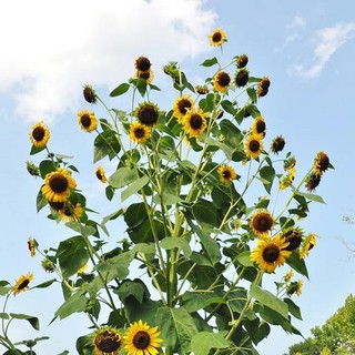 เมล็ด ทานตะวัน สกายสแคปเปอร์ - Skyscraper Sunflower