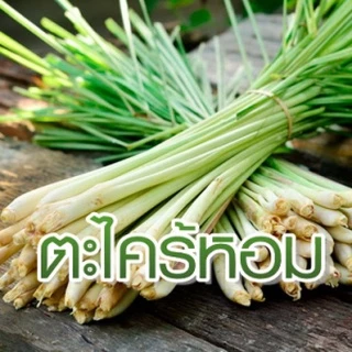 #น้ำหอมกันยุงตะไคร้หอม #เนเชอร์รัล (120 ml)🦟🦟
