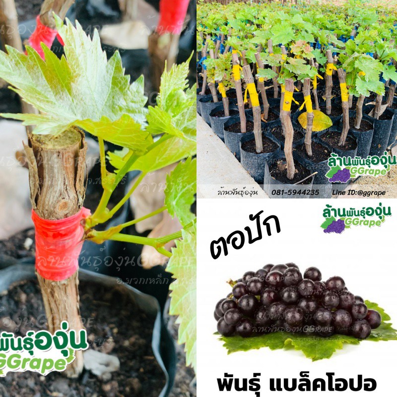 ต้นพันธุ์องุ่น แบบตอปัก “แบล็คโอปอ” ไร้เมล็ด (Black Opal)