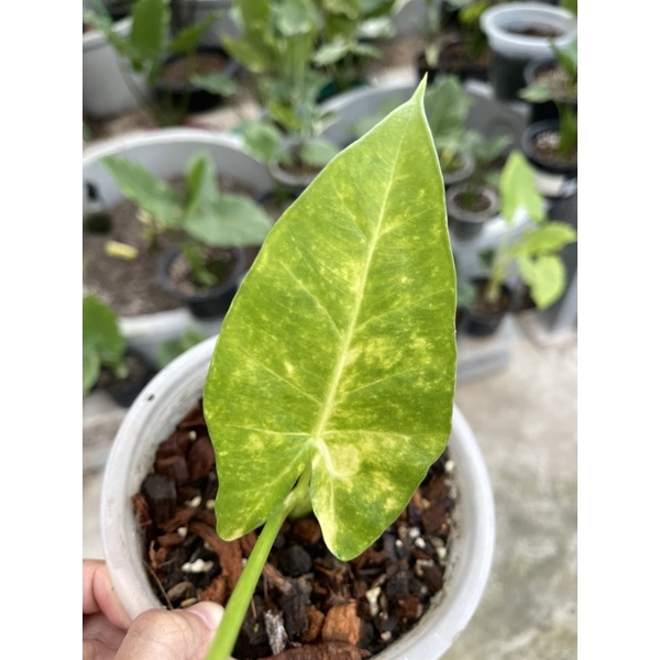 เพชร 7 สี 🌈Alocasia New Guinea Gold🌈