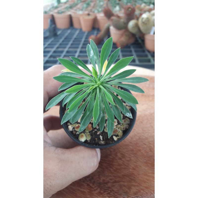 Euphorbia sotetsu kirin