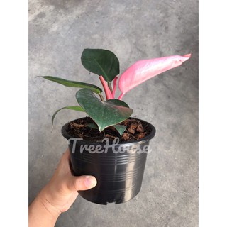 ฟิโลเดนดรอน พิงค์คองโก (Philodendron Pinkcongo) กระถาง 8 นิ้ว