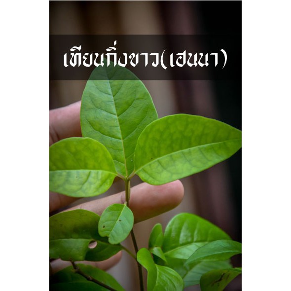 ต้นเทียนกิ่งขาว เฮนนา เอาไปย้อมผมสีดำสวยเงางาม ย้อมผมฟรีตลอดไป ราคา ถูกที่สุด ดีลบีเคเค แกลเลอรีภาพที่ 4