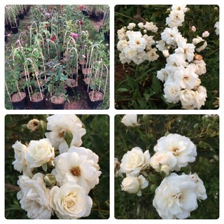 กุหลาบเลื้อยพอตเพอริตี้หอม!!  เลี้ยงง่ายดอกดก ถุงละ 100-150 …