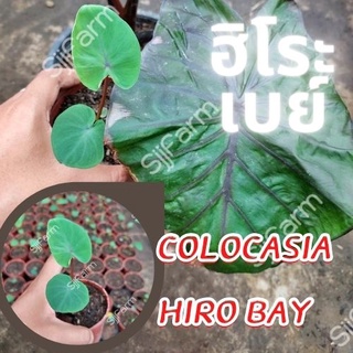 โคโลคาเซีย ฮิโระเบย์  1 ต้น  Colocasia Hilo bay ปลูกได้ทั้งแบบบนดินและในน้ำ💦 จัดส่งแบบคละต้น สินค้าพร้อมส่ง
