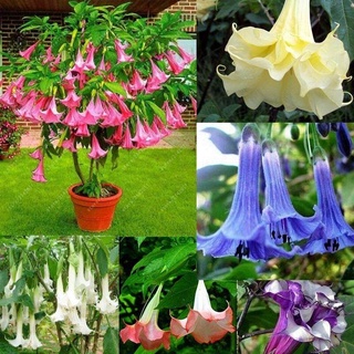 ปลูกง่าย ปลูกได้ทั่วไทย บอนสี 20เมล็ด Datura Brugmansia Seeds เมล็ดดอกไม้ Bonsai Flower Seedsบอนไซ บอนสีหายาก ต้นไม้มงคล