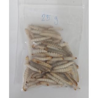 🐛หนอนแว๊กซ์  หนอนน้ำผึ้ง [แบบนึ่ง]  25 กรัม 🐛🐛