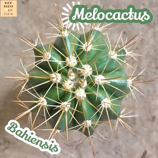 [เมโลหนามทองยาว] Melocactus Bahiensis ส่งพร้อมกระถาง แคคตัส Cactus Succulent Haworthia Euphorbia ไม้หายาก พืชอวบน้ำ