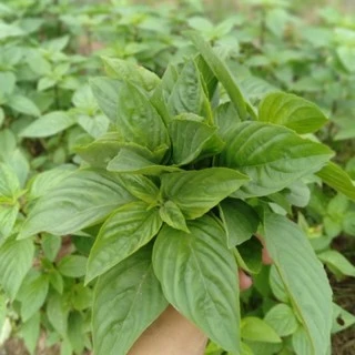 เมล็ดพันธุ์โหระพา 300-500 เมล็ด คัดพิเศษ ( 1 กรัม ) [ซื้อ 10 แถม 1]
