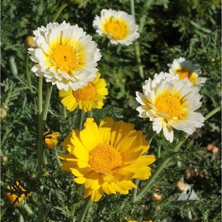 เมล็ดพันธุ์ เดซี่ การ์แลนด์ คละสี (Garland Daisy) บรรจุ 50 เมล็ด