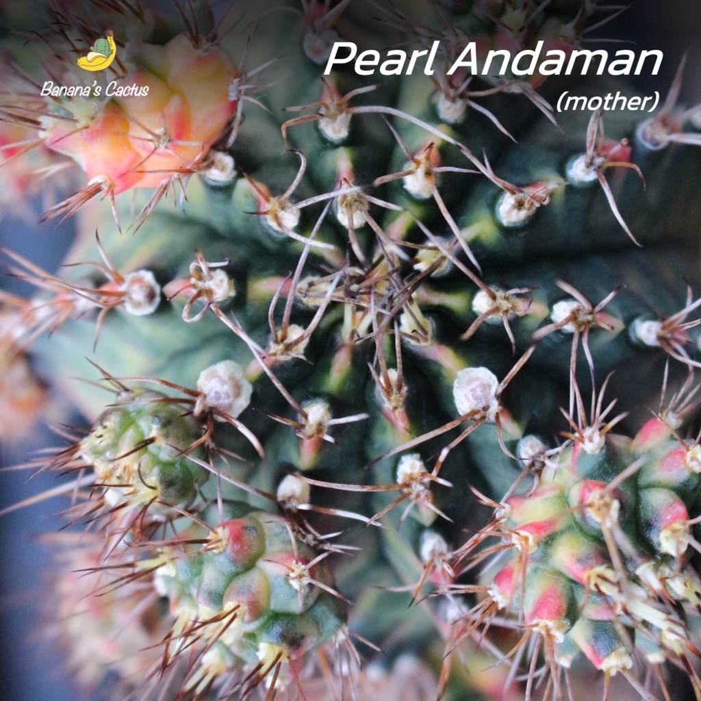 ยิมโน เพิร์ลอันดามัน (Pearl Andaman) แม่พันธุ์ กราฟตอสามเหลี่ยม (gymnocalycium) หน่อดกๆ