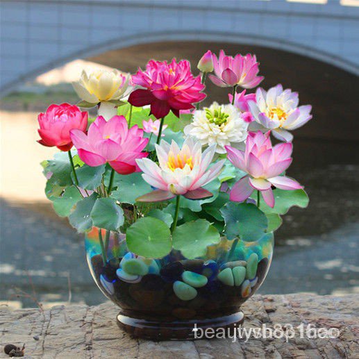 20เม็ด【น้ำ即活】ชามเมล็ดBowl Lotus Seedพืชไฮโดรโพนิกส์ไม่มีดินพืชสีเขียวในร่มกระถางต้นไม้ดอกบัวหลากสีเมล็ดบัวดอกไม้ 20 bowl