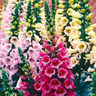 เมล็ดพันธุ์ ดอกฟ๊อกเลิฟ ดิจิทาลิส digitalis purpurea foxglove excelsior 1000 เมล็ด เมล็ดพันธุ์นำเข้าจาก อังกฤษ