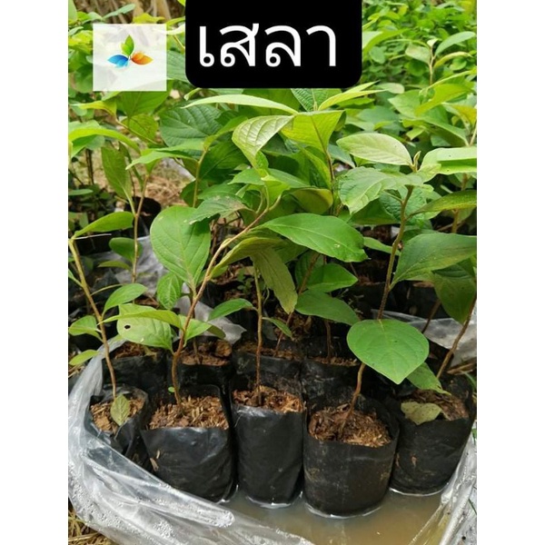 ต้นเสลา ไม้ป่า ไม้ดอกสีม่วงสวย เสลา ต้นเสลา
