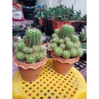 ต้นกระบองเพชร,แคคตัส อิชินอปซิส Echinopsis Calochlora Cactus หรือดาวล้อมเดือน ^ ^💚