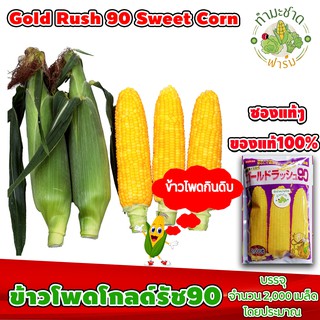 [ซองแท้ 2,000เมล็ด] เมล็ดพันธุ์ ข้าวโพด โกลด์รัช 90 Gold Rush 90 Hokkaido Sweet Corn ข้าวโพดฮอกไกโด ข้าวโพดนมสด