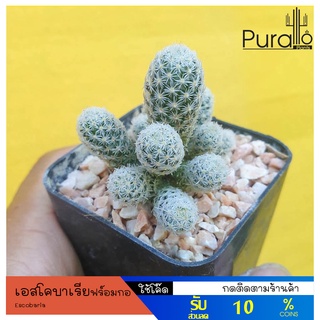 ต้นกระบองเพชร แคสตัส เอสโคบาเรีย ฟร์อมกอ #Escobaria #cactus #สีขาว