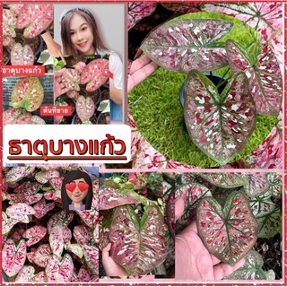 ธาตุบางแก้ว จัดโปรโมชั่น กัดสีแล้วสวยๆ หน้าม่วง,หน้าชมพูทุกต้น จัดส่งทั้งกระถาง