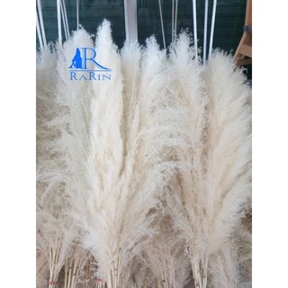 🔖Sale🔖ดอกเลา🌾สีขาวทอง ต้นฤดู ขนาด 30-100 cm.แต่งร้าน งานแต่งาน DIY เป็นดอกไม้ธรรมชาติ พร๊อพถ่ายรูป