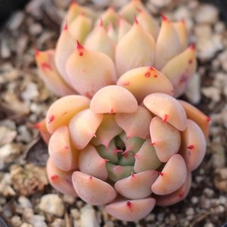 🧡Echeveria Golden Bear,🧡