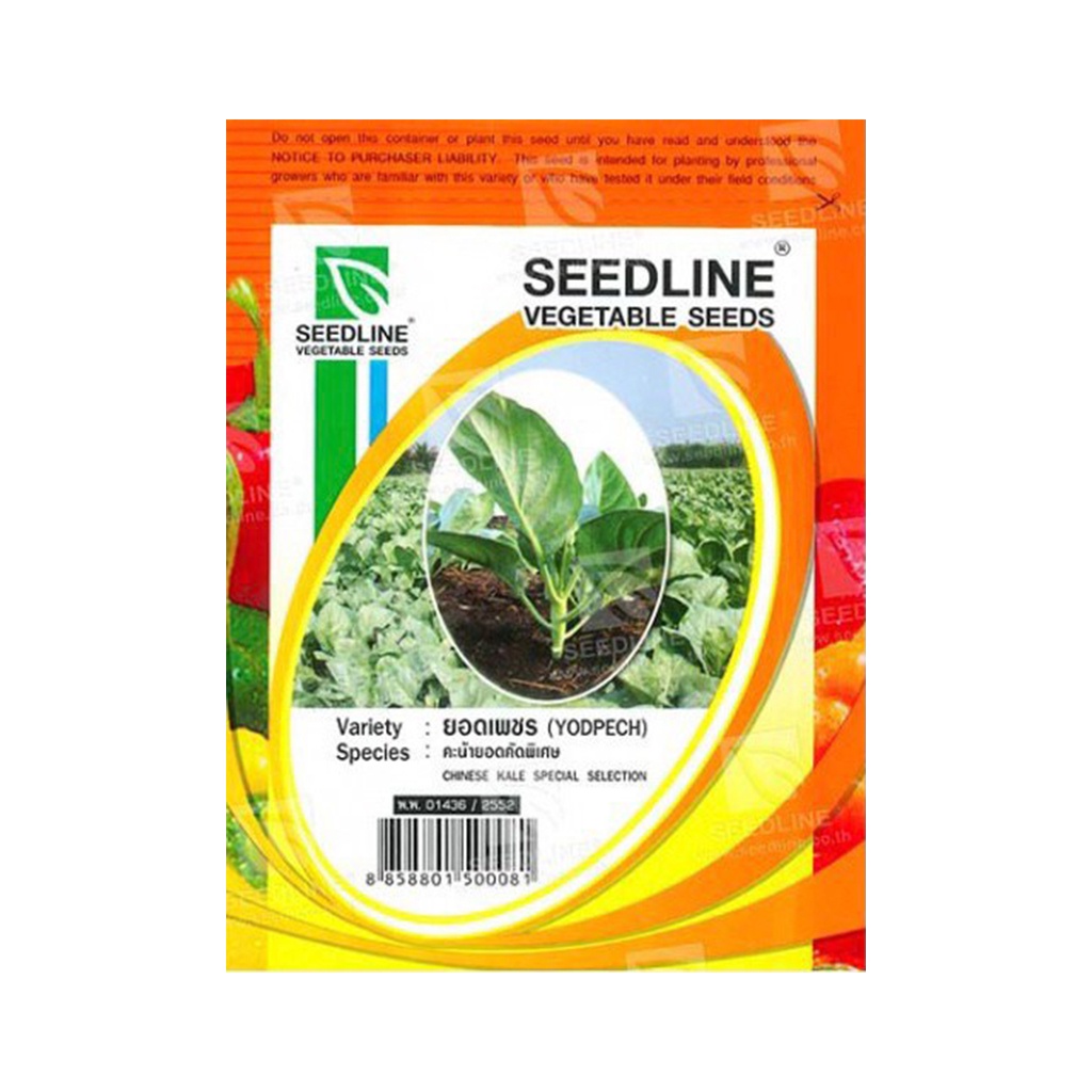 (พร้อมส่ง) SEEDLINE - เมล็ดคะน้ายอดคัดพิเศษ (ยอดเพชร)