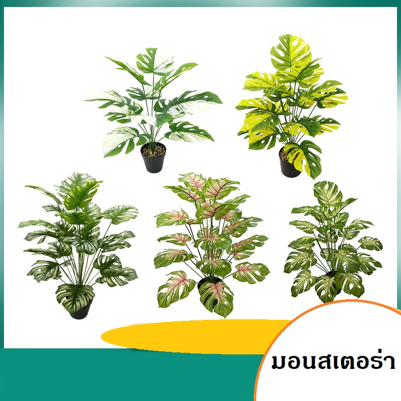 TR-34*พร้อมส่ง*ต้นไม้ปลอม มอนสเตอร่าด่าง 60 ซม. 12 ใบ
